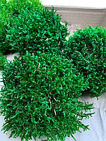 Мох "Прованс" стабілізований зеленого кольору