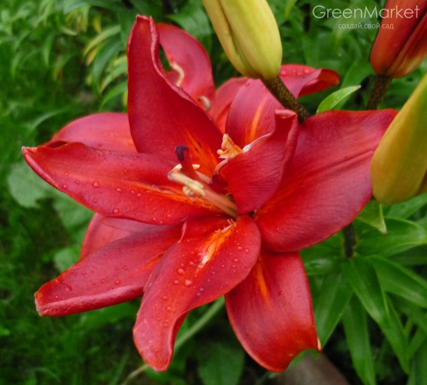 Лілія азіатська Sphinx, 12/14