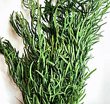 Евкаліпт "Ніколь" стабілізований, Букет (упаковка) 160 г, фото 2