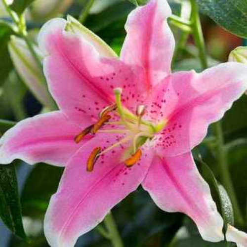 Лілія орієнтальна Sorbonne, 12/14