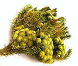 Стабілізована брунія., фото 2