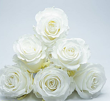 Стабілізована троянда біла, 6 шт упаковка