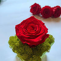 Стабілізована троянда червона 5-5,5 * 5-5,5 см, упаковка 6 шт
