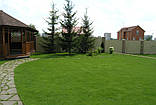 Газон Sunny/посухостійкий DLF Trifolium (Данія)10 кг, фото 4