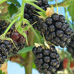 Ожина Лох Марі 3 річна, конт. 10 л