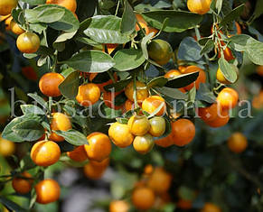 Кумкват Марумі (Kumquat Marumi)/(Fortunella japonica), 2-річний, фото 2