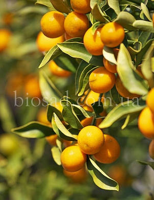 Кумкват Марумі (Kumquat Marumi)/(Fortunella japonica), 2-річний, фото 2