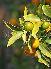 Кумкват Марумі (Kumquat Marumi)/(Fortunella japonica), 2-річний, фото 2