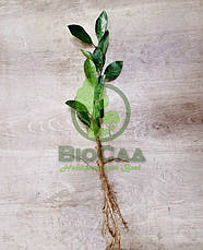 Кумкват Марумі (Kumquat Marumi)/(Fortunella japonica), 2-річний, фото 5