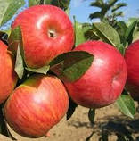 Яблуня Пірос, фото 2
