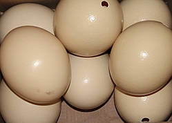 Яйце страуса, шкаралупа висотою від 120 мм до 140 мм, для декору. Відвантаження лише за передплатою!