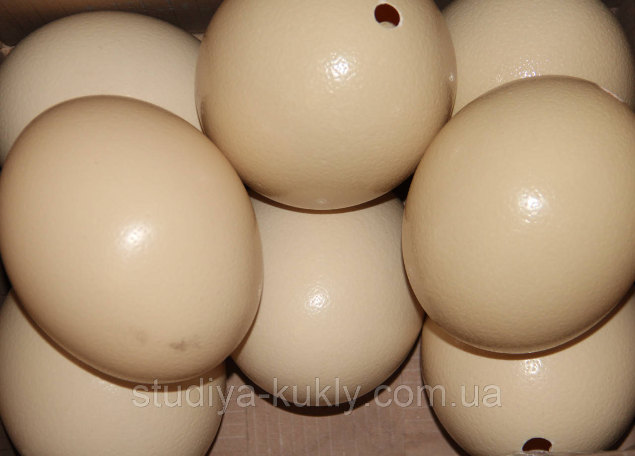 Скорлупа яйца страуса, скорлупа высотой от 120 мм до 140 мм, для декора. Отгрузка только по предоплате! - фото 1 - id-p475877190