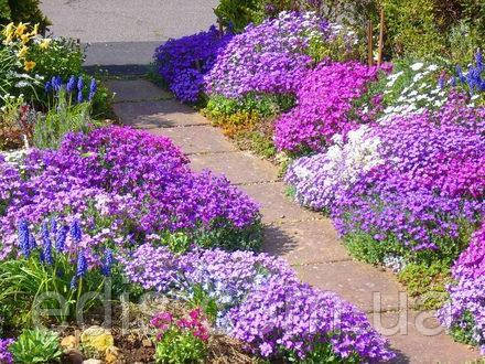 Обрієта рожева, фото 2