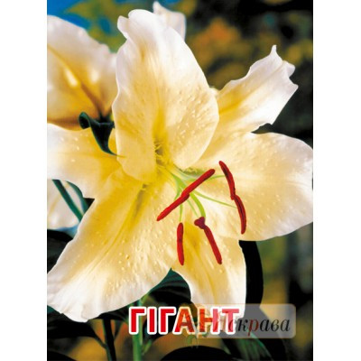 Лілія OT гібрид гігант Conca d'or