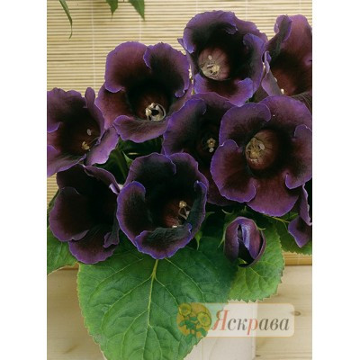 Глоксинія Violacea