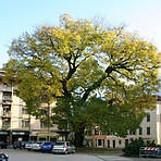 Софора японська, Sophora japonica, Пагода японська, 350 см, фото 7