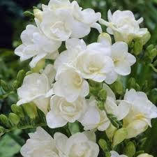 Фрезія махрова White, фото 2