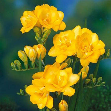 Фрезія махрова Yellow, фото 2