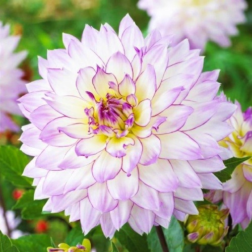 Жоржина високоросла Crasy Love