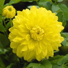 Жоржина високоросла Golden Emblem