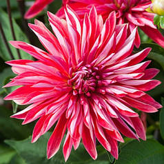 Жоржина високоросла Selina