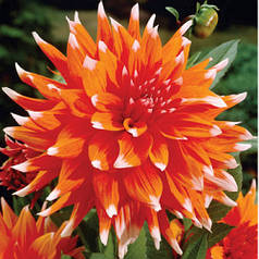 Георгина кактусовая Color Spectacle