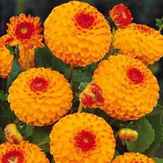 Жоржина помпонная Glow