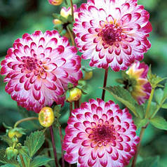 Жоржина помпонная Little Robert