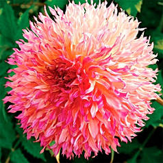 Жоржина фимбриата Myrtle's Folly