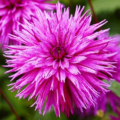 Георгина фимбриата Striped Ambition