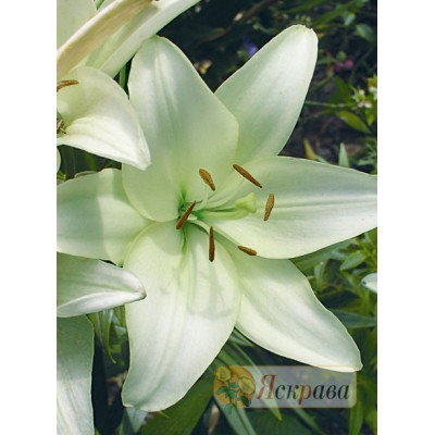 Лілія LA гібрид Kelso 12/14