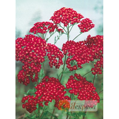 Деревій Millefolium Red Velvet