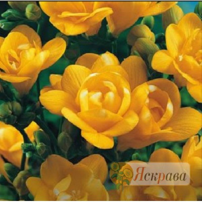 Фрезія махрова Yellow