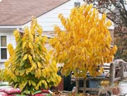 Саженцы азимины в Одессе от компании "СПД Дубинчук".