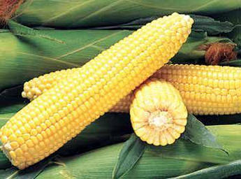 Джубілі F1 100 000 шт Syngenta Кукурудза Насіння (Джубили F1 Кукуруза Семена)