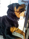 Шкіряний нашийник для собаки"Lockdog" з маленькими шипами, фото 4