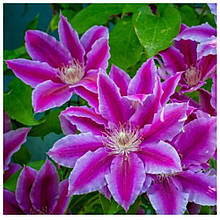 Клематис Акаїші