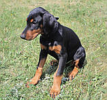 Шкіряний нашийник для собак "Lockdog" з плетінням, фото 3