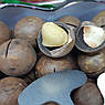 Горіх макадамія в шкаралупі 500 грам, фото 2