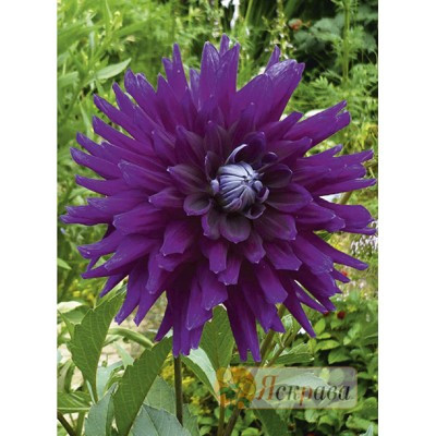 Жоржина кактусова Purple Gem