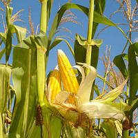 ДН Аквазор Семена кукурузы