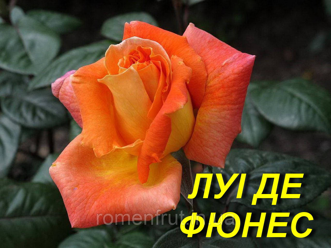 Троянда "Луі де Фюнес" ЧГ