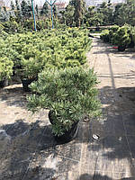 СОСНА ОБЫКНОВЕННАЯ (PINUS SYLVESTRIS) «WATERERI» /D 60×H50/ С25