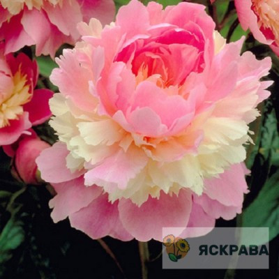 Півонія трав'янистий Sorbet