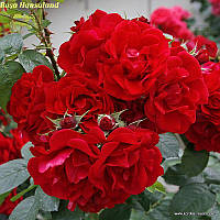 Роза Hansaland® (Хансаланд ®) окулянт отгрузка в мае