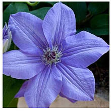 Клематис Блю Пилар