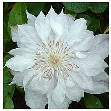 Клематис Дачес оф Единбург