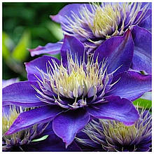 Клематис Фрідерик Шопен