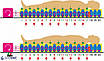 Протипролежневий секційний матрац TKS -2012В , (5050), фото 2