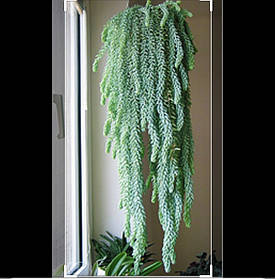 Очитокanger. Седум домашній